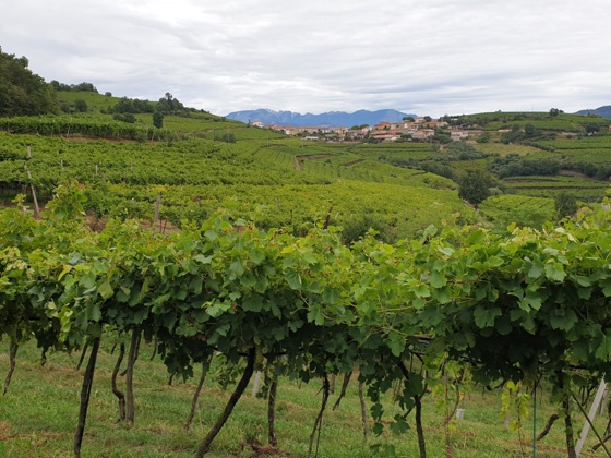 The Write Taste report on the volcanic Soave wines of Suavia